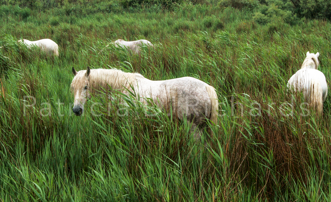 Horses-of-the-Camargue