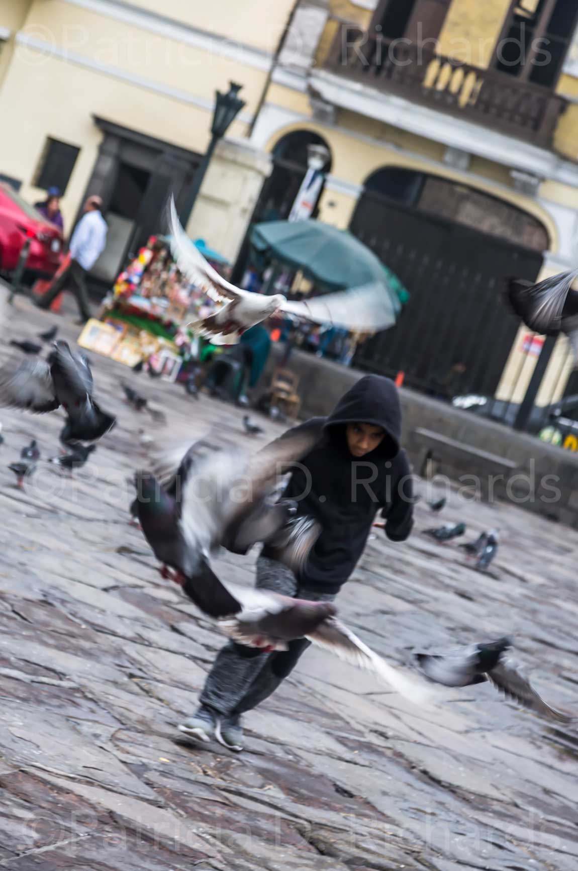 chaseing the pigeons