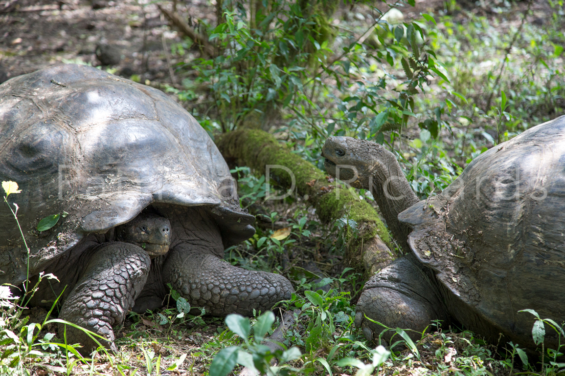 tortoise wars 2
