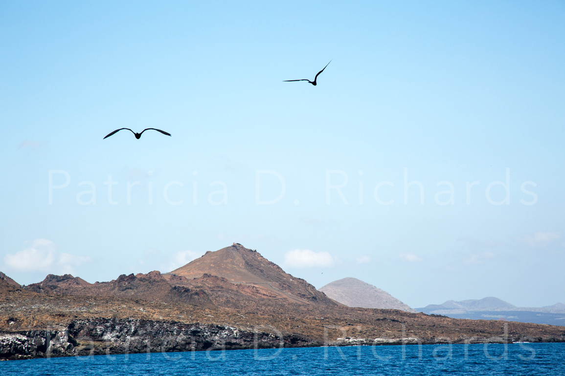 frigate birds over the islands