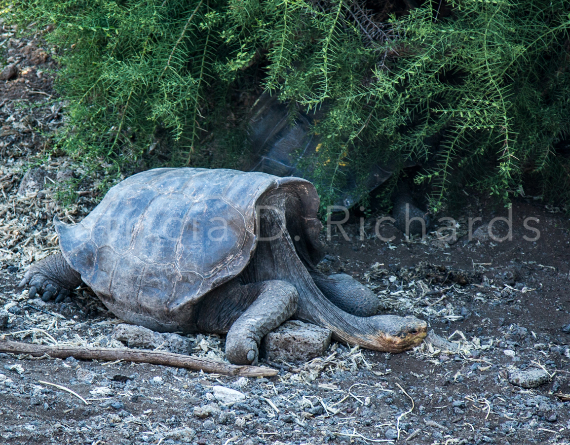 saddle-back tortoise