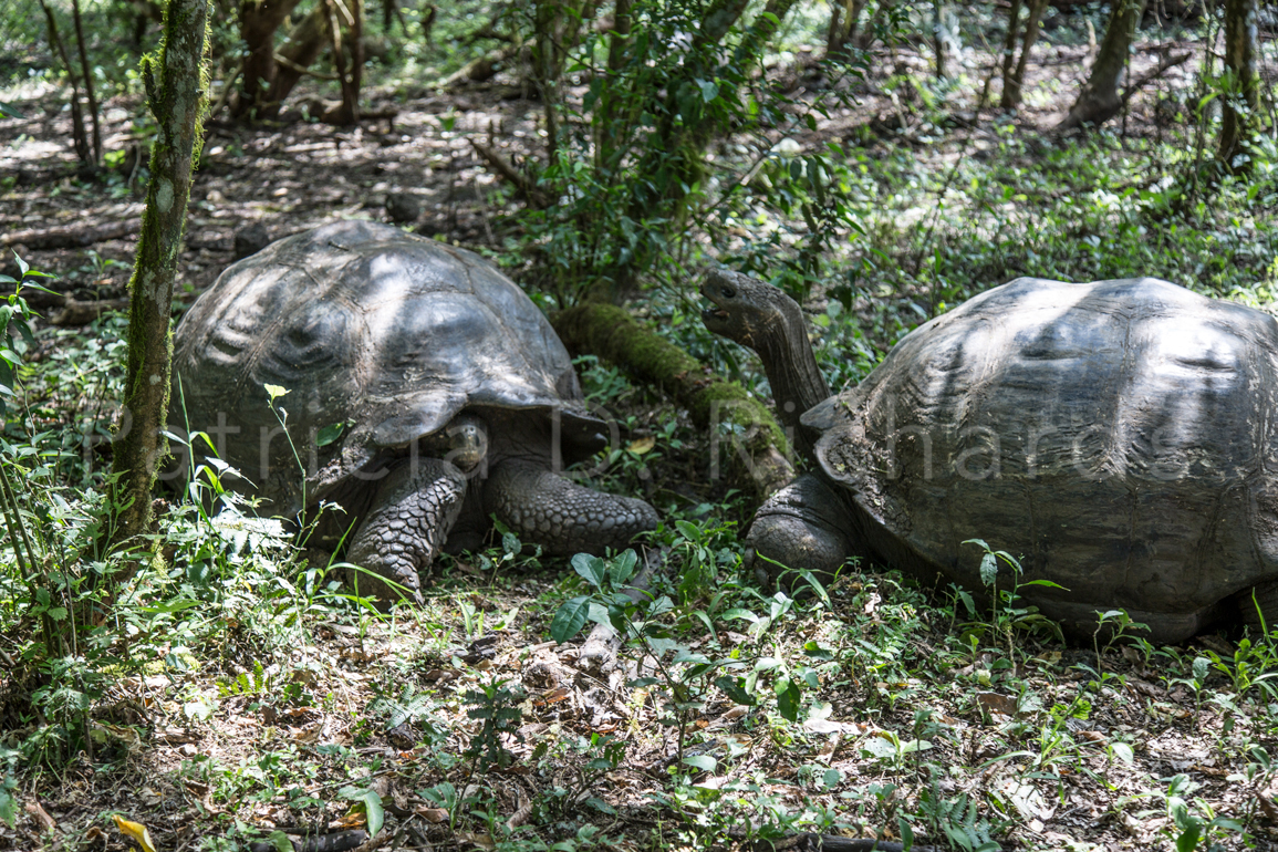 tortoise wars 1
