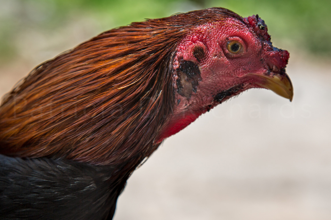 Victorious in Hershey