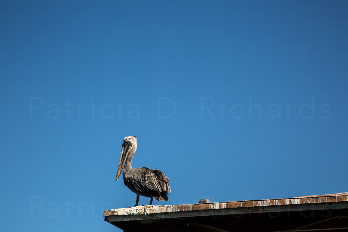 pelican