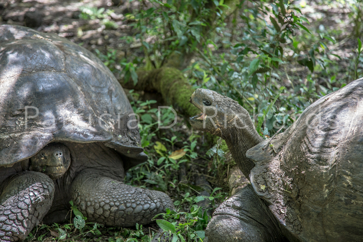 tortoise wars 3