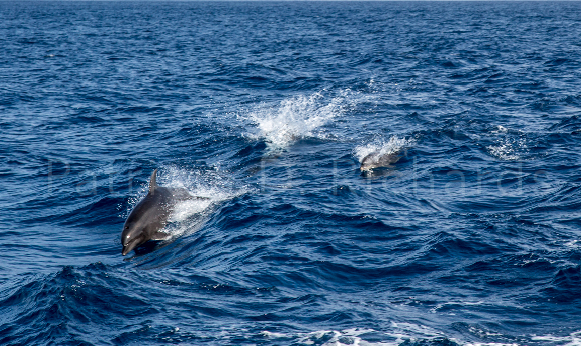dolphin