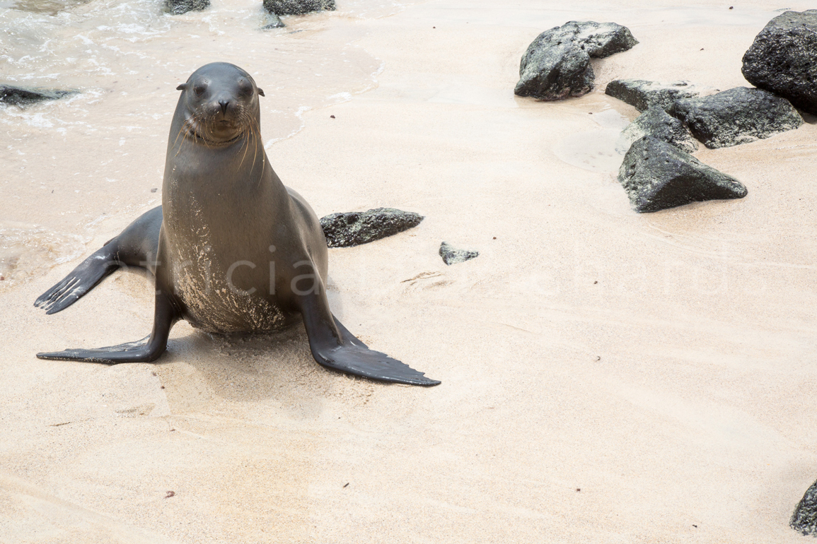 sea lions 2